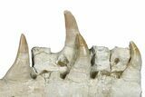 Mosasaur (Prognathodon) Jaw with Four Teeth - Morocco #276706-1